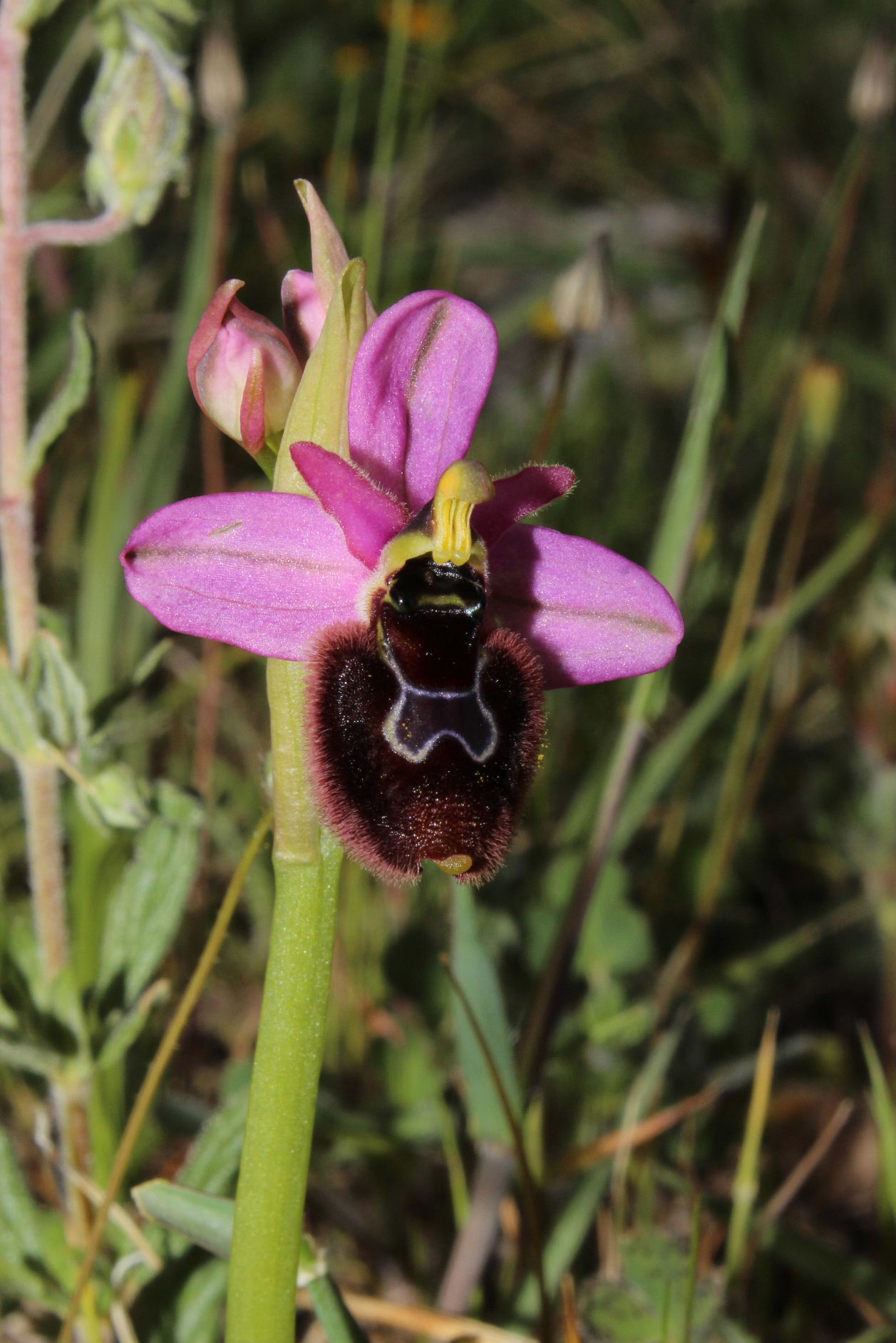 Ibrido Ophrys da determinare